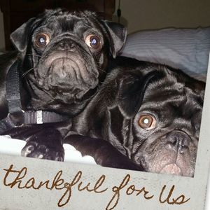 Meet your Posher, Otto pug